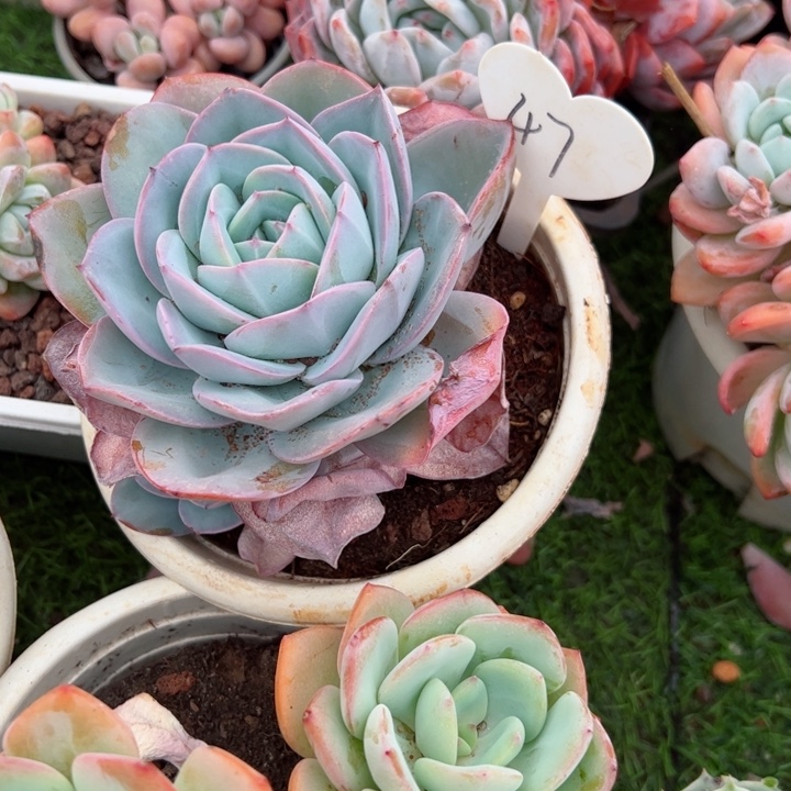 47布鲁蓝平平安安健健康康