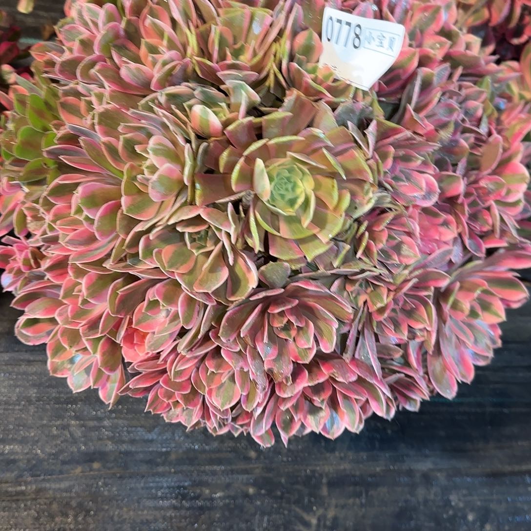 夜***70778多肉女妖多肉多肉