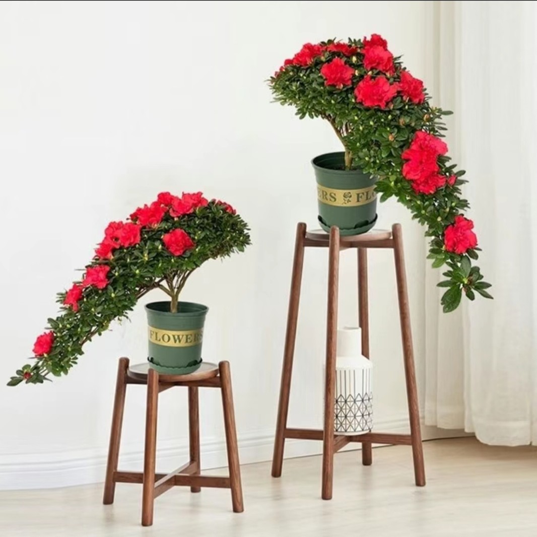 【高山流水】爱心型精品悬崖造型杜鹃花（带花苞）盆栽四季开花