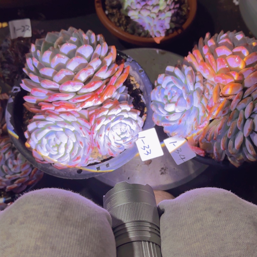 爽****33.34两颗陈梦露多肉植物