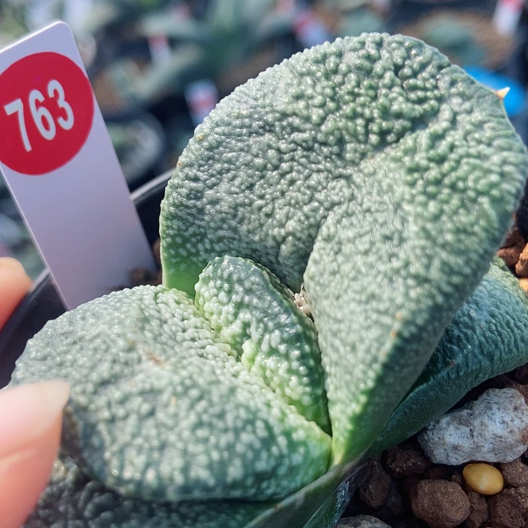 763卧牛实生大白珍珠带盆发货