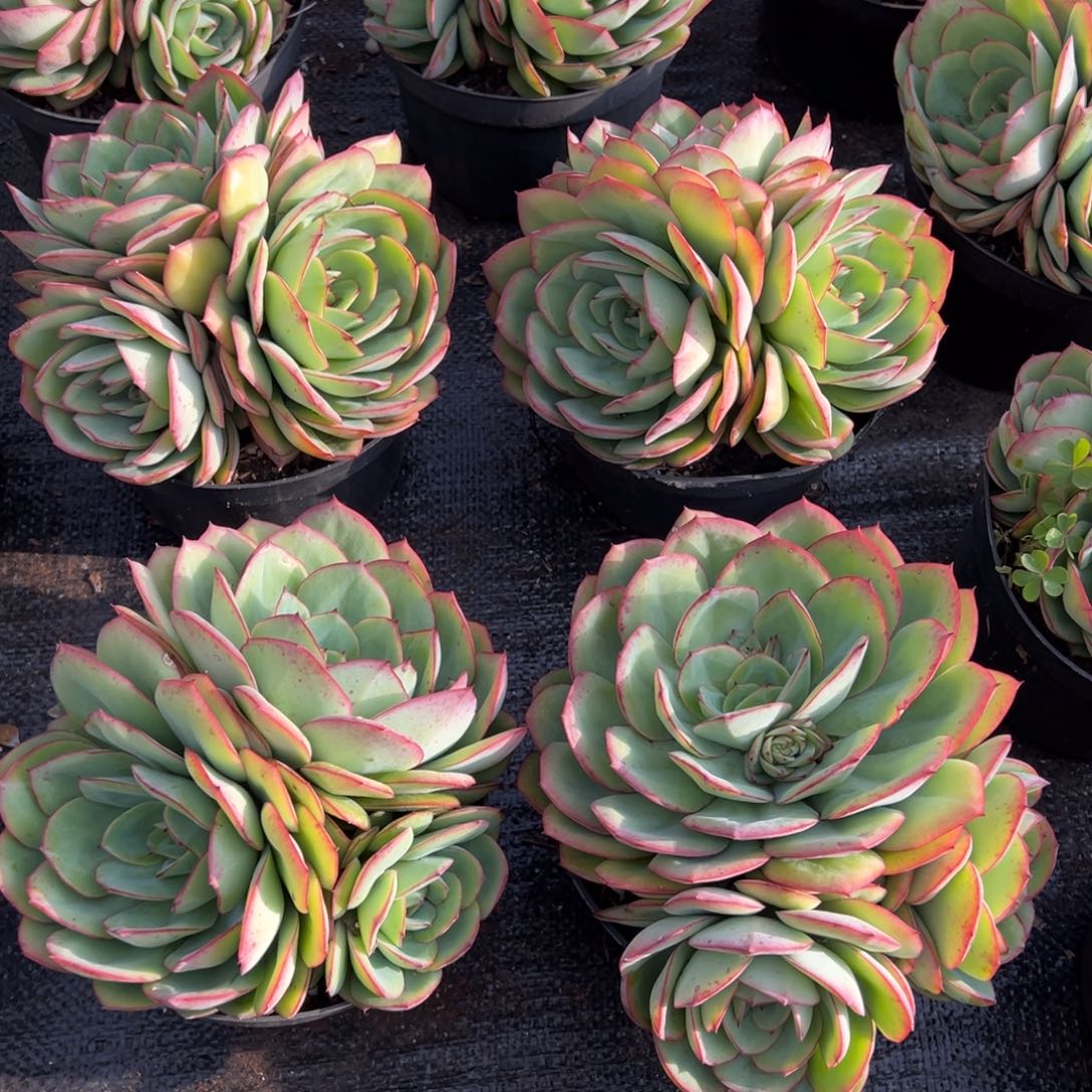 牡丹亭150杯3头有砍