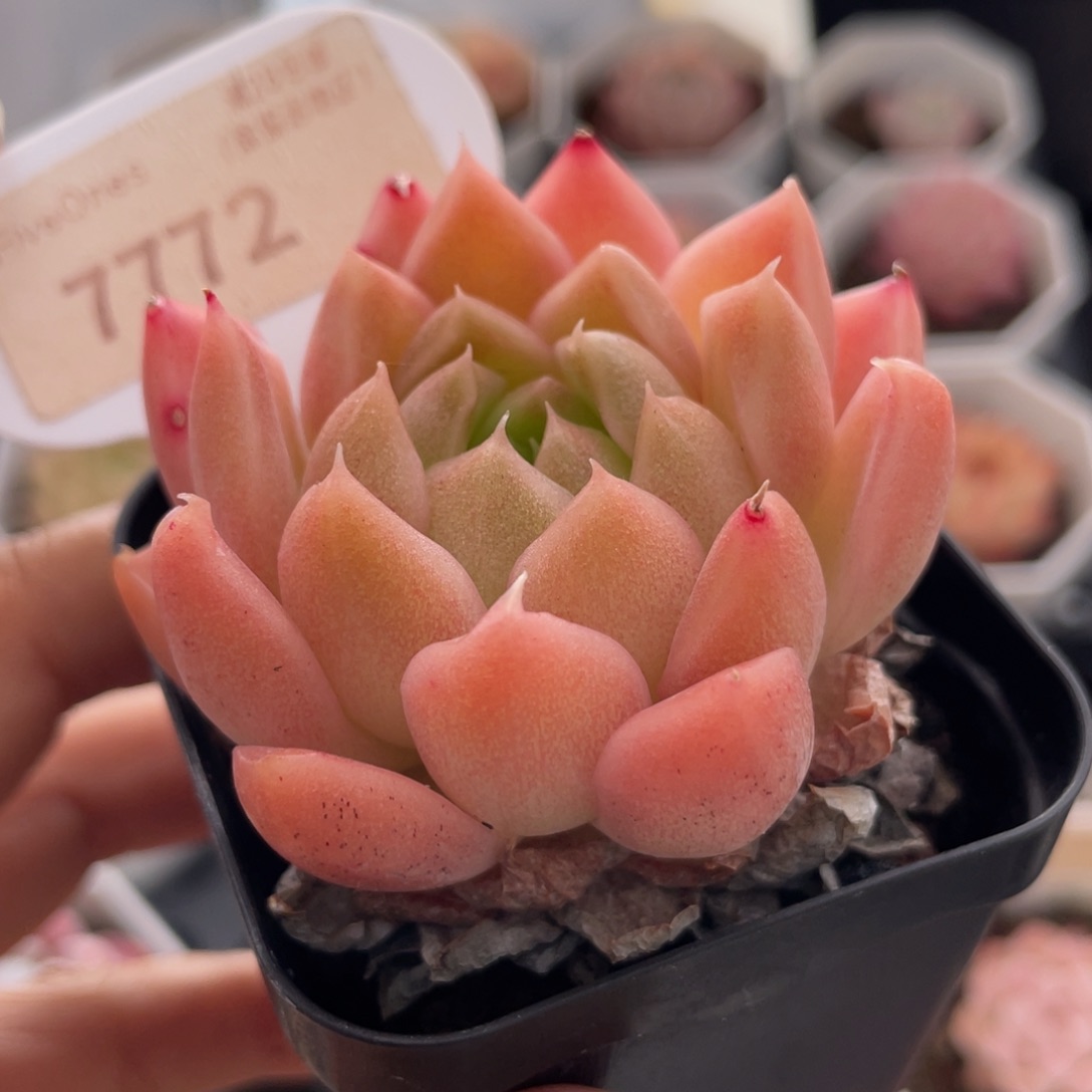 粉麦秆7772-5.5厘米