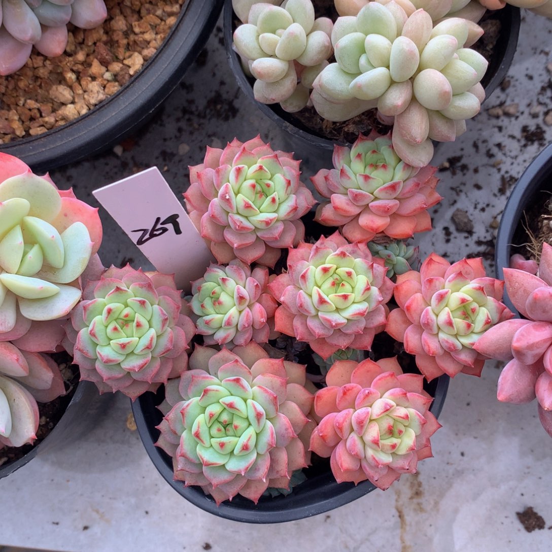 熊猫脸uuwuwuwuwwu