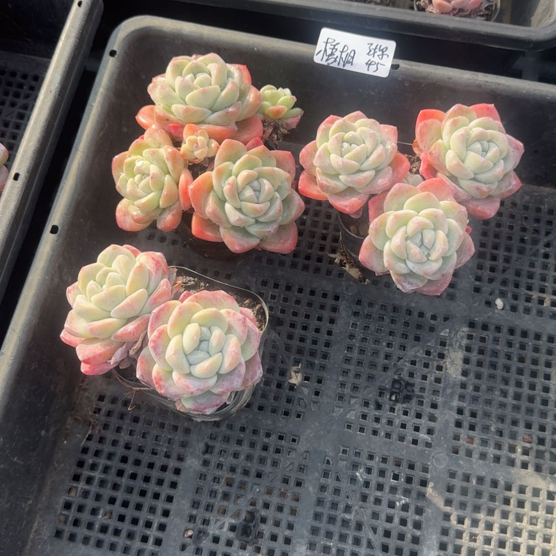 梧*梧桐冰玉3棵45元