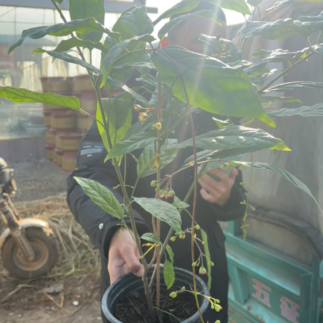 垂丝茉莉盆栽室内好养开花颜色绚烂耐热耐寒