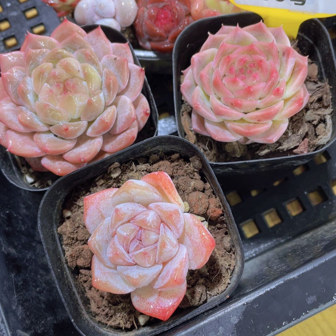 90号 全状态美肉三颗