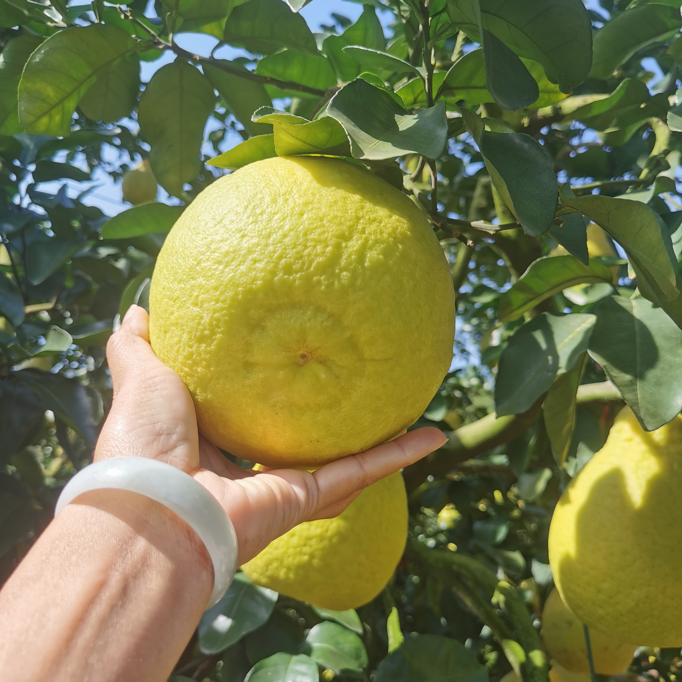 小果次果（两广的拍袋装)广西容县沙田柚纯甜无酸老树山顶果