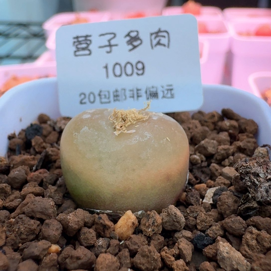 1009带盆土发货吕红00000