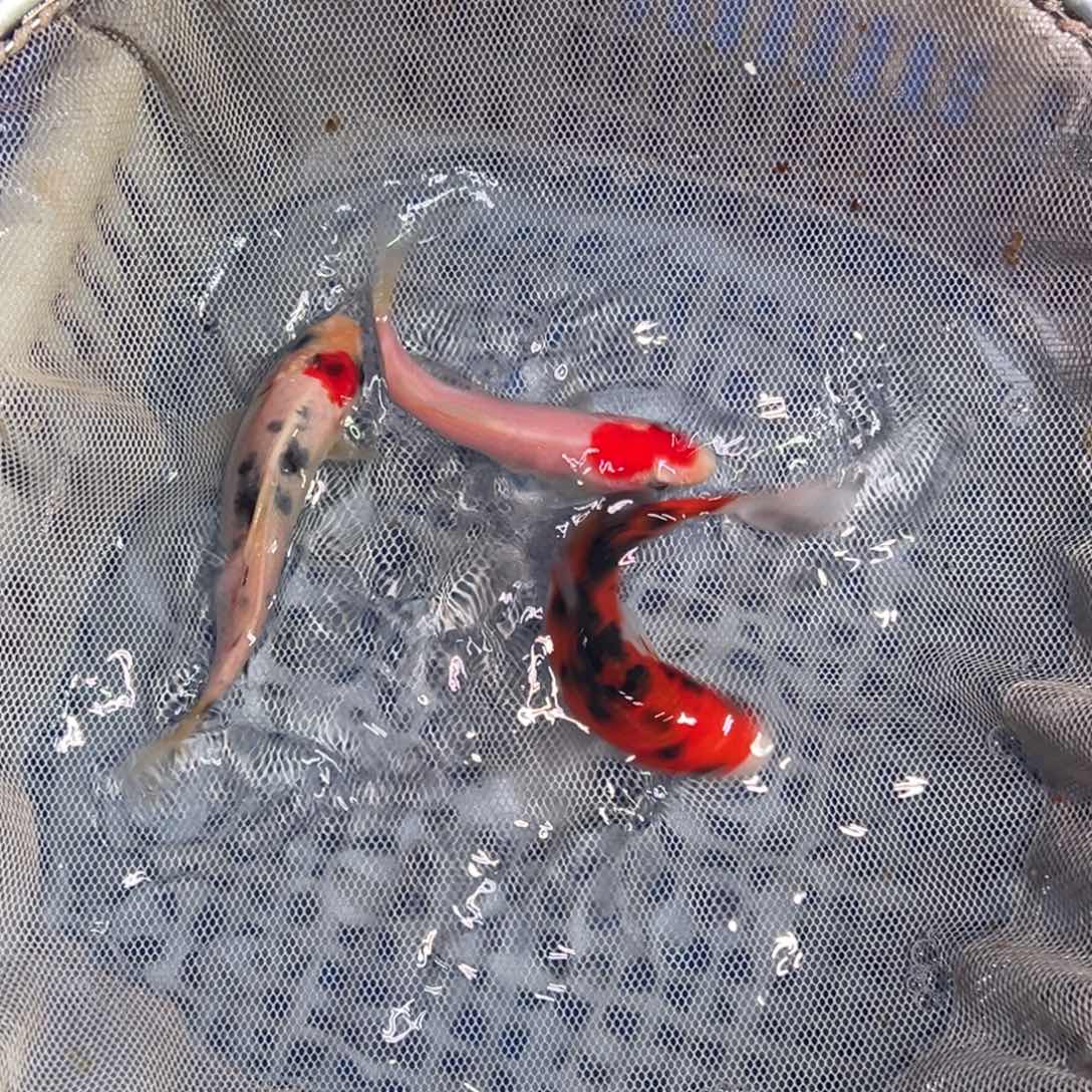锦鲤锦鲤观赏鱼1111