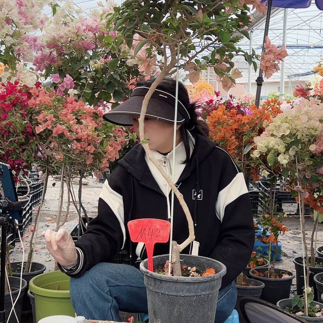 花***王大部分花苞少量开放M42所罗门