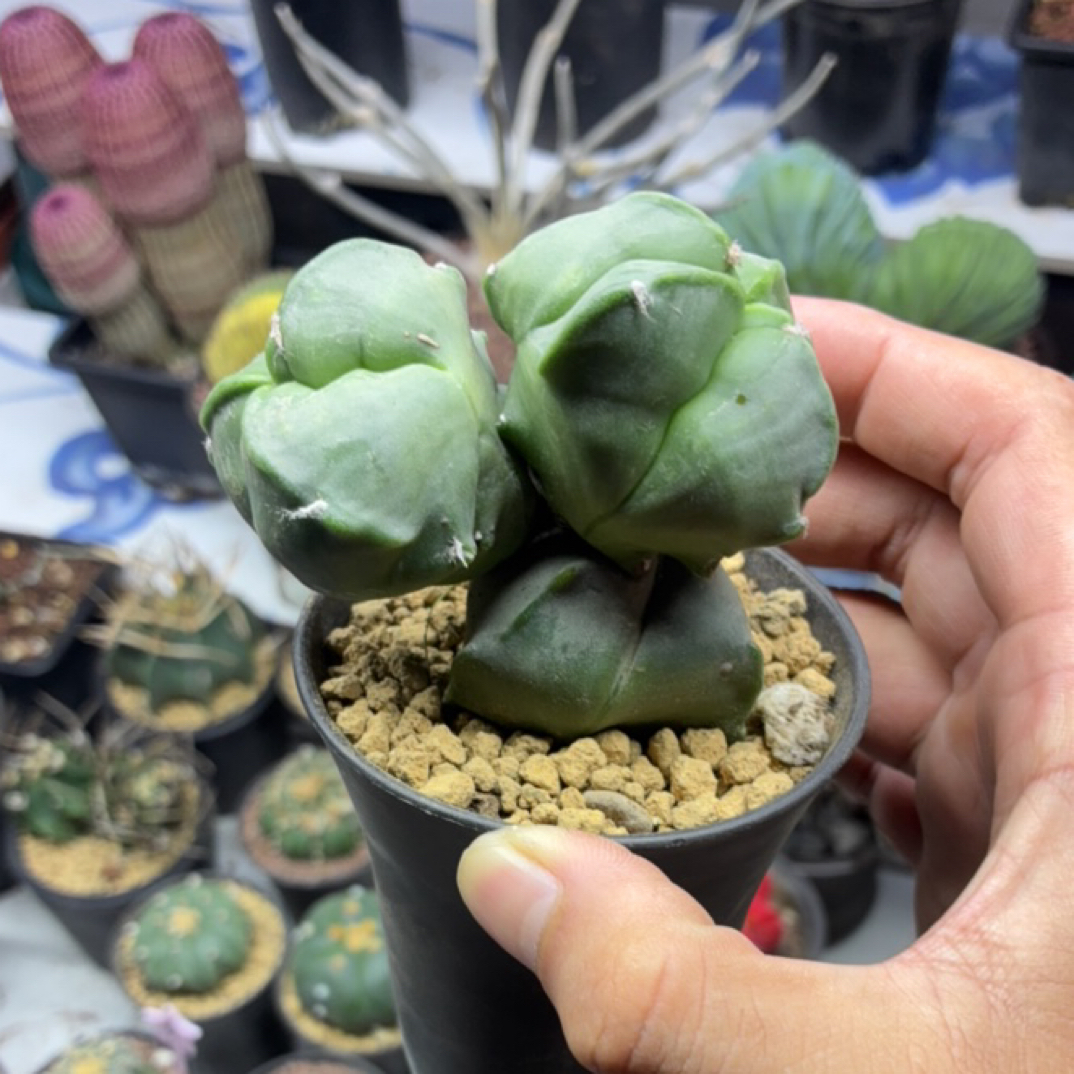 实生鸾上鸾一图一物