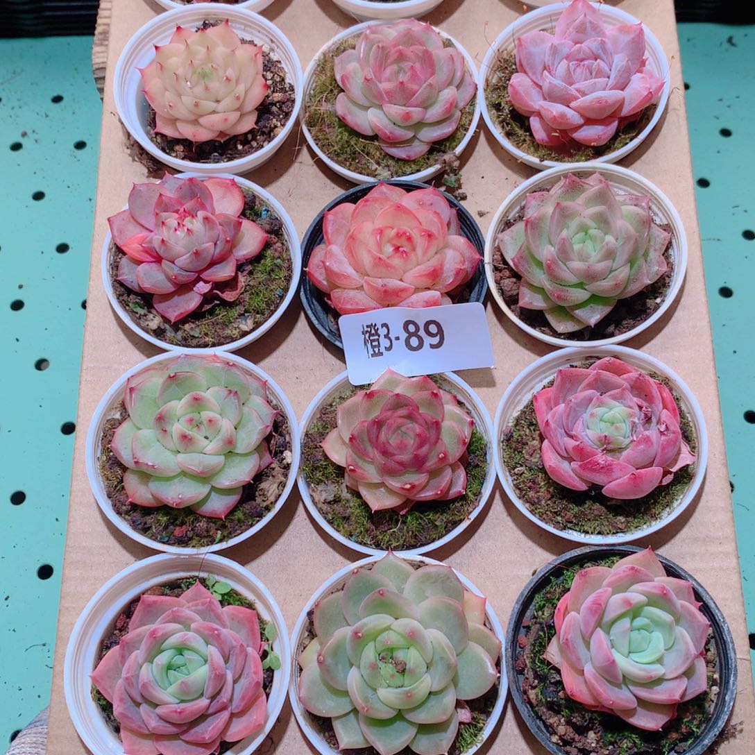 3-89一物一拍多肉带盆18颗