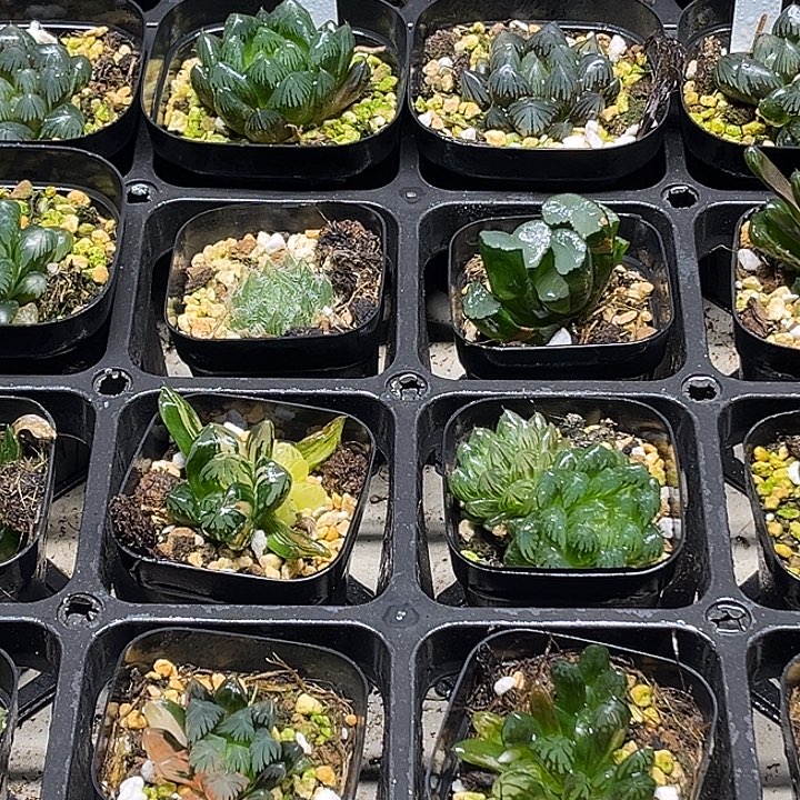 26 脱土发货8颗13.9包邮