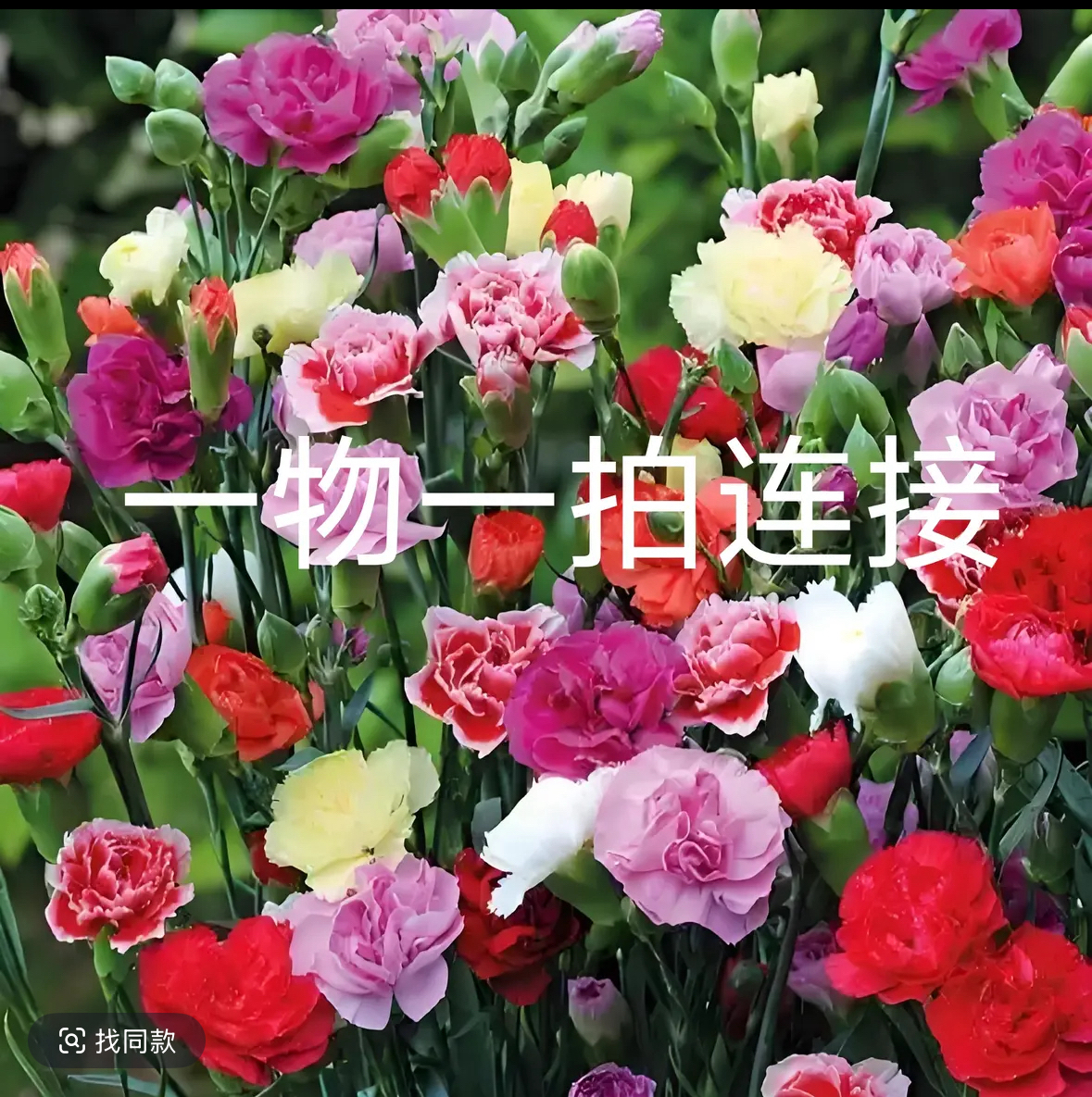 【只发新疆 新疆包邮】直播间福利高货绿植花卉