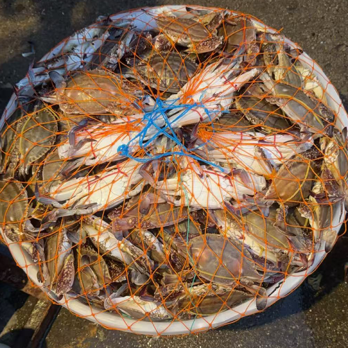 小飞蟹嘎嘎鲜顺丰冷链包邮保鲜不保活