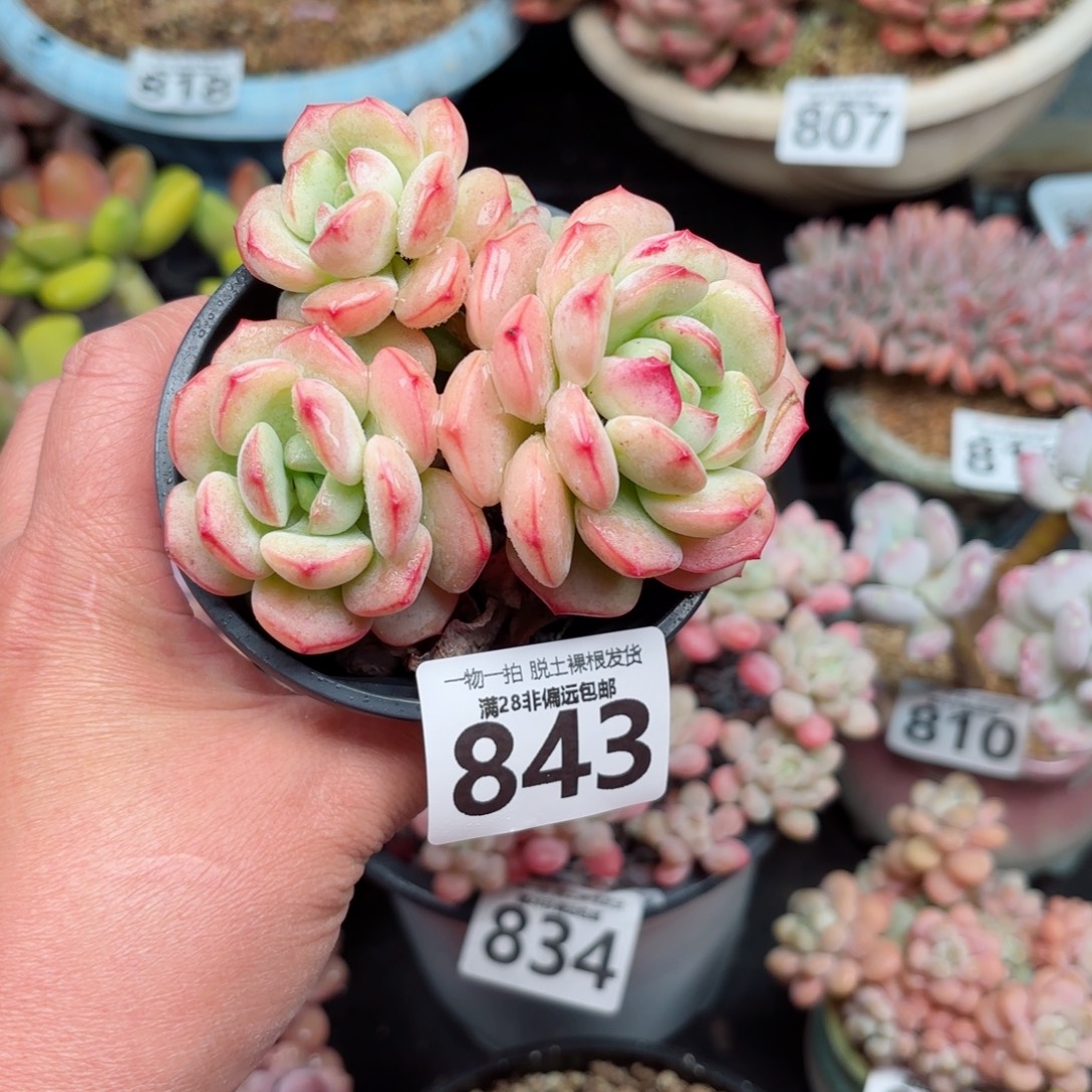 香水老桩无盆土发货