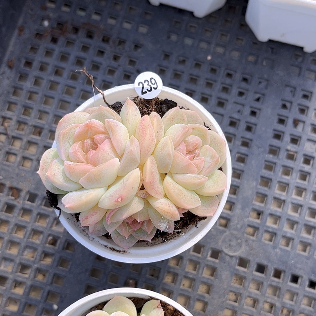 刘***音239 一物一拍多肉 冰岛群