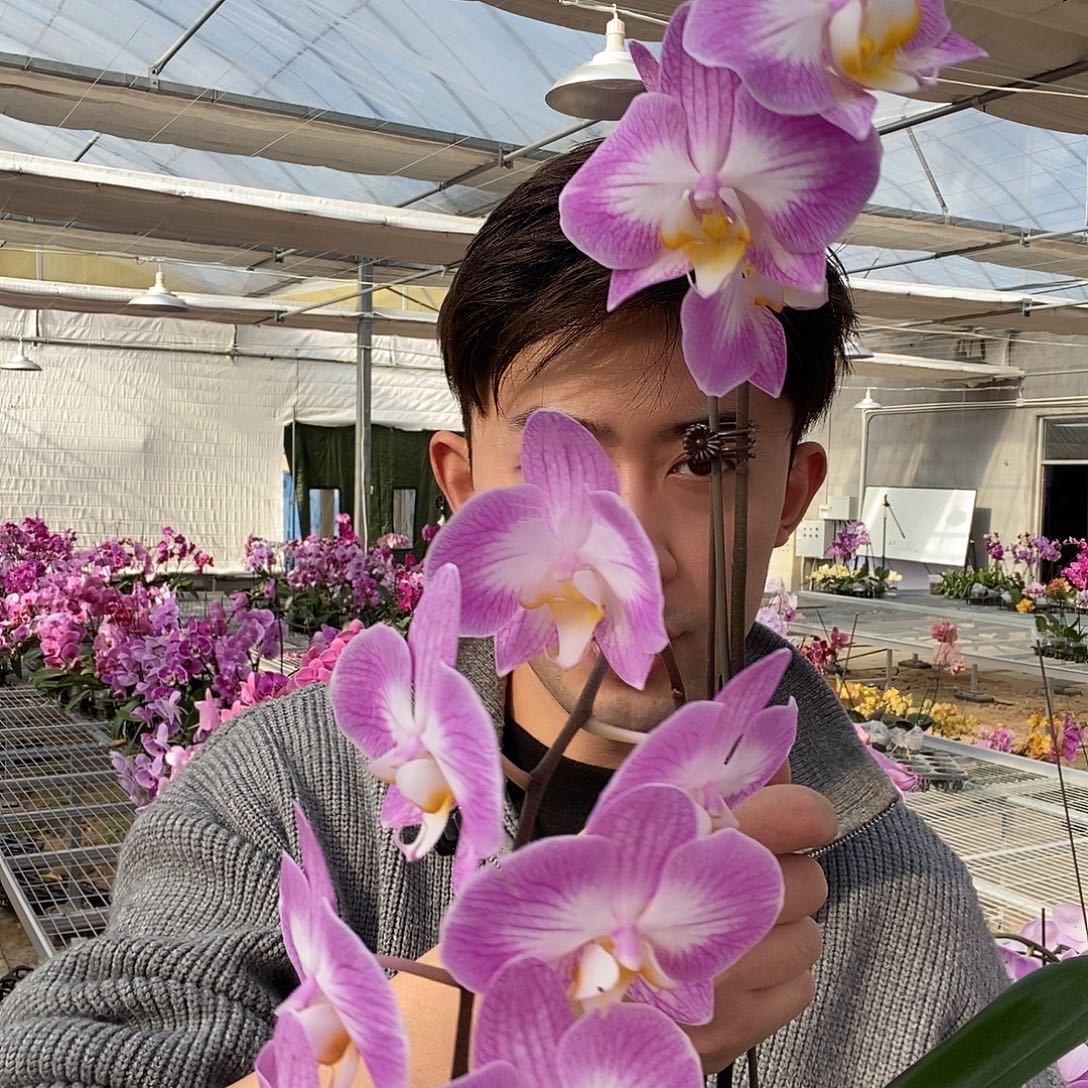 完全开放斯普利特两颗装当苗卖