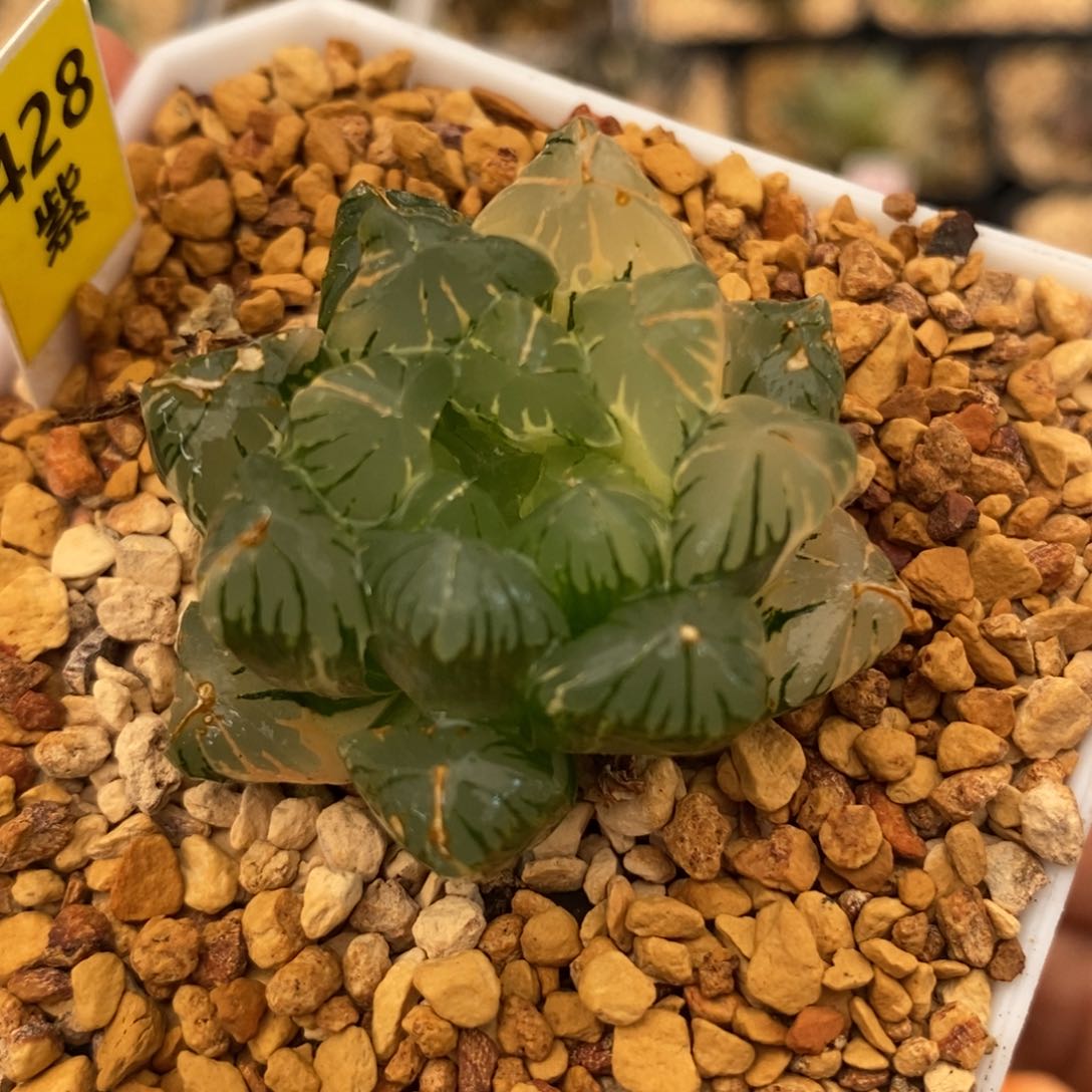 428广濑玉露多肉植物