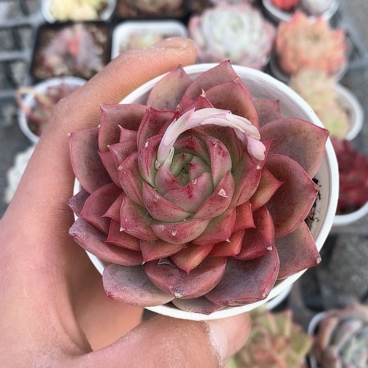 多肉植物一物一拍0128