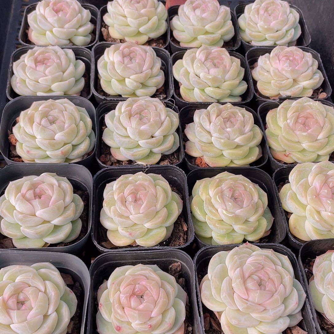 量拍27号 冰透雪团子单头一个