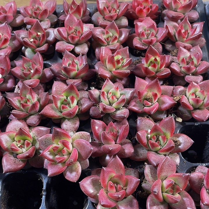 小洛卡1元带土发货