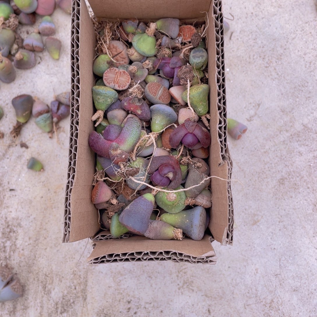 一箱脱土单头88888888888