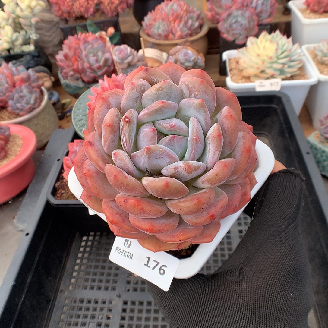 176蒙克多肉植物6666