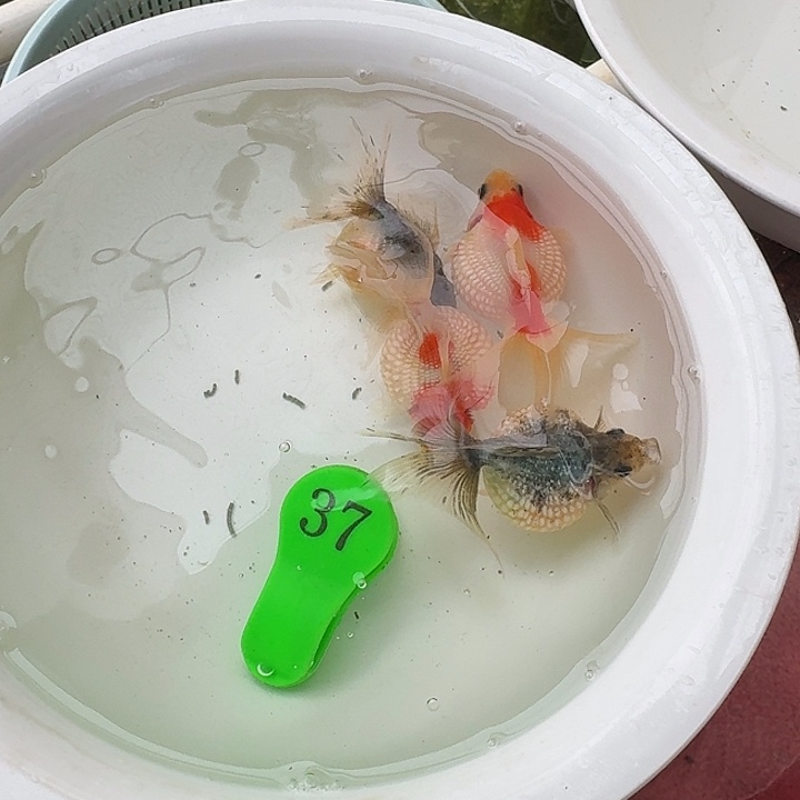 金鱼包邮包活到家
