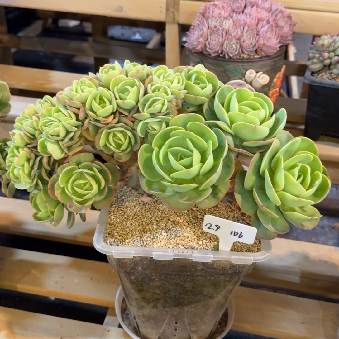 郭***姐一物一拍超大碧桃缀106