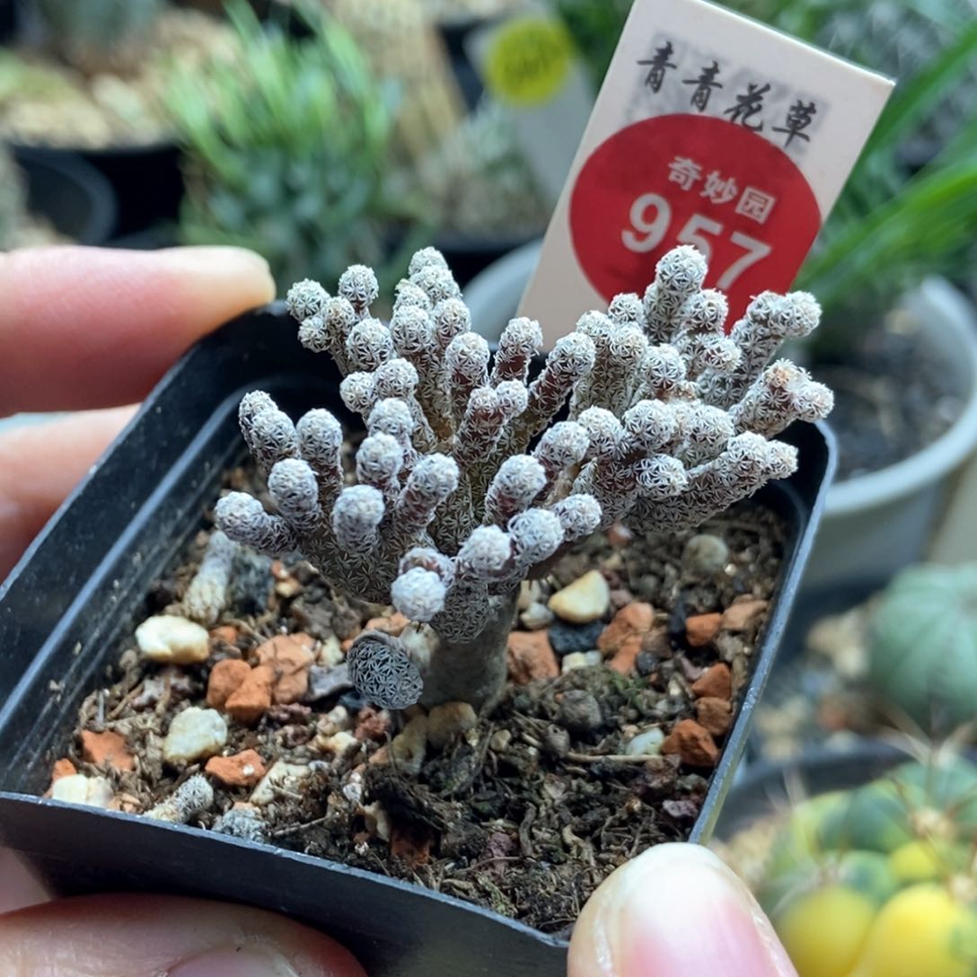 老桩迷你牧师群一颗仙人球