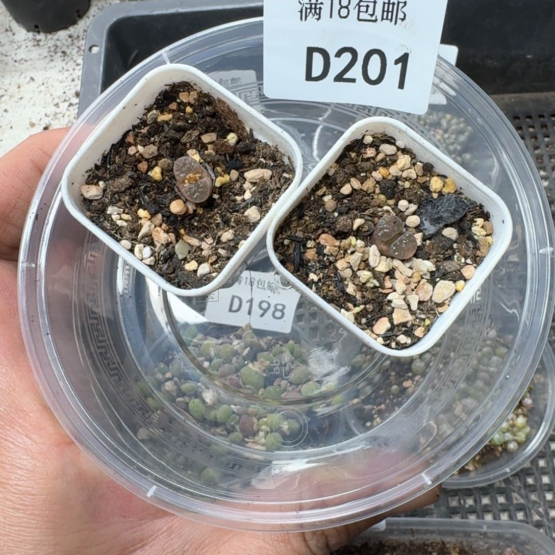 D201 小磁铁两颗带盆