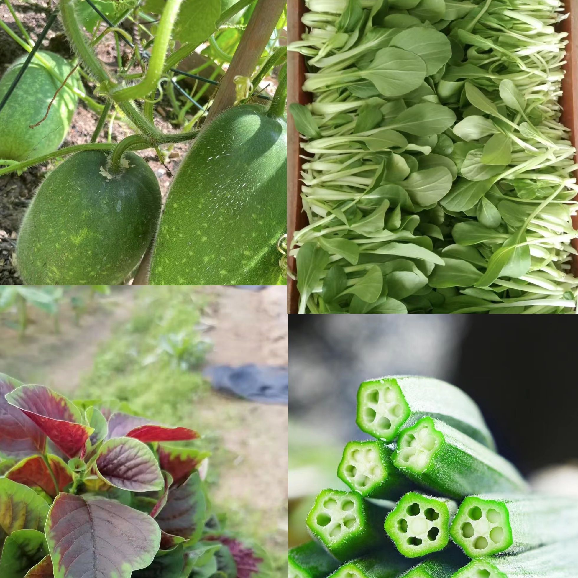 本地新鲜现采现发蔬菜套餐（2种菜组合）蔬菜