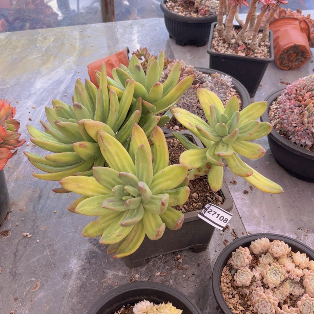 海洋之歌多肉植物27108