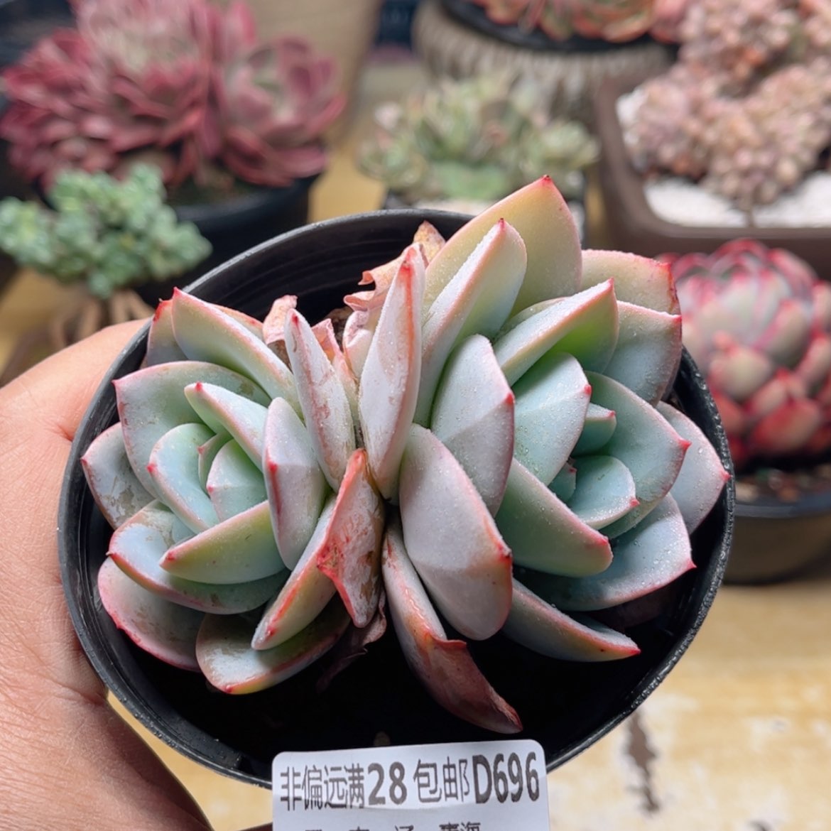 【闪购商品】696布鲁蓝