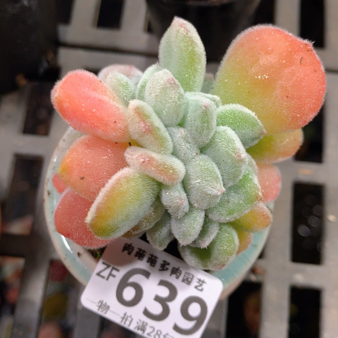 5CM拇指盆精控多肉ZF639