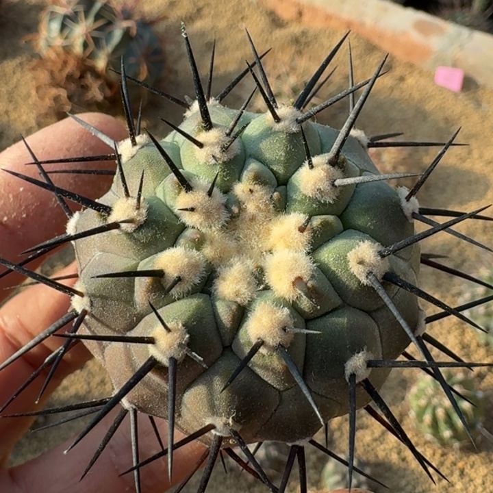 黑王无根6666669666福利