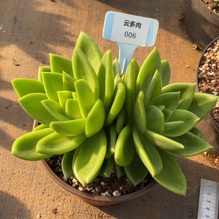 翠花双头006号直播福利