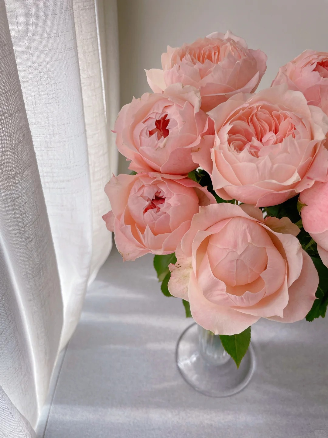 A级凯瑟琳玫瑰【全店花材两单以上京东空运包邮】云南鲜花源头直发