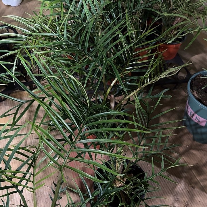 无花朵双颗鱼骨蔓绿绒不包叶损