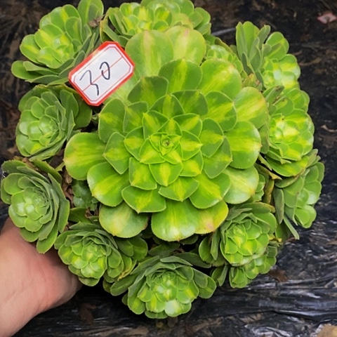 翡翠老桩捧花30号