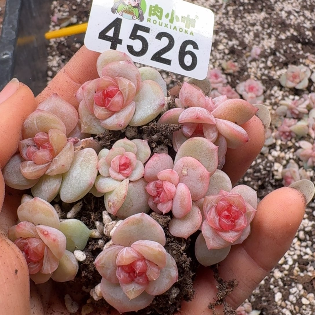 多肉植物多肉植物