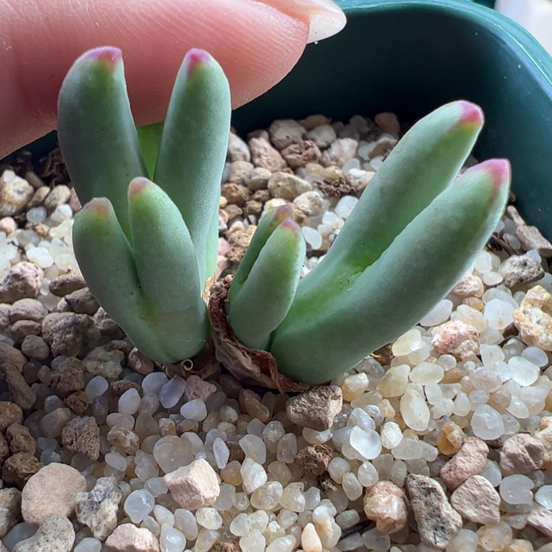 32/ssg0136稀有毛体皮卡丘