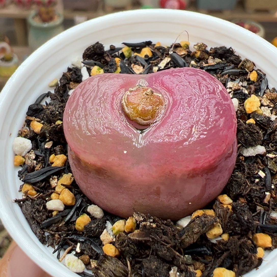 多肉植物89号毛毛