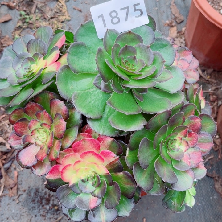 海王七彩特价多肉