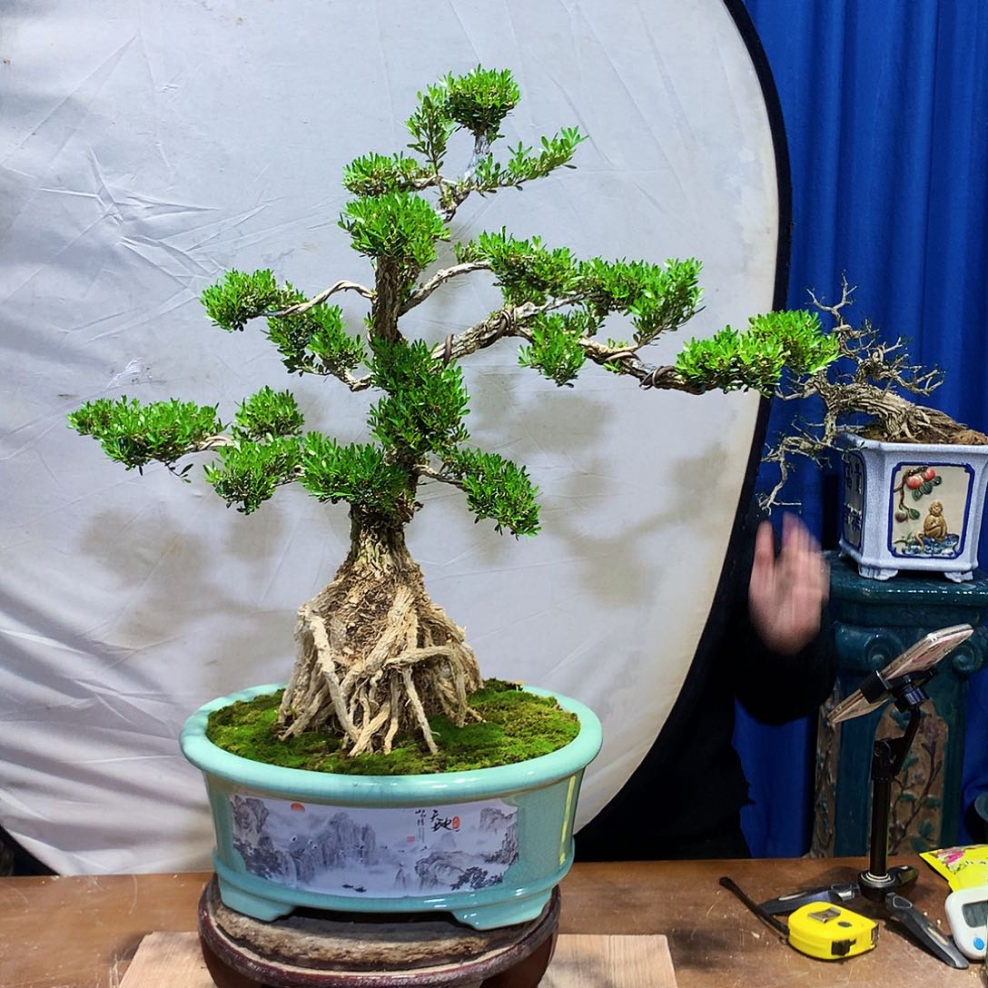 黄杨盆景一物一拍