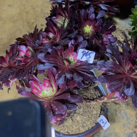 红覆轮多肉植物一物一拍965多肉不包断