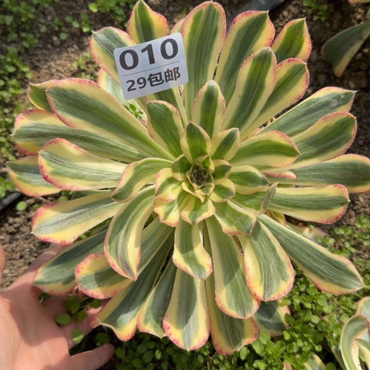 拉丝锦锦……多肉植物……