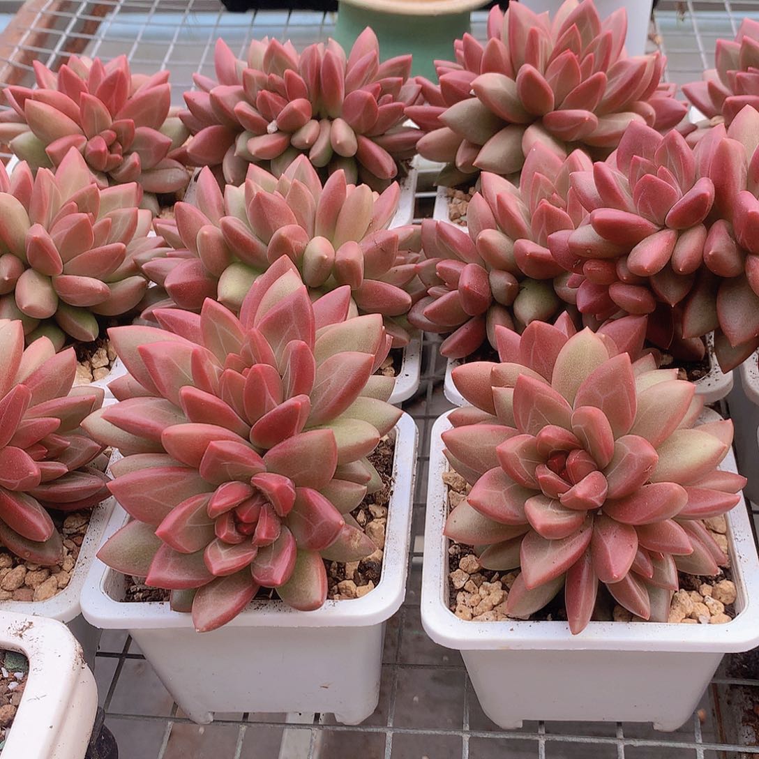 多头迷雾泡泡群45788999000